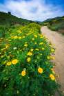 Wildflowers in Harmon Canyon Preserve, Ventura, California, USA Art Print